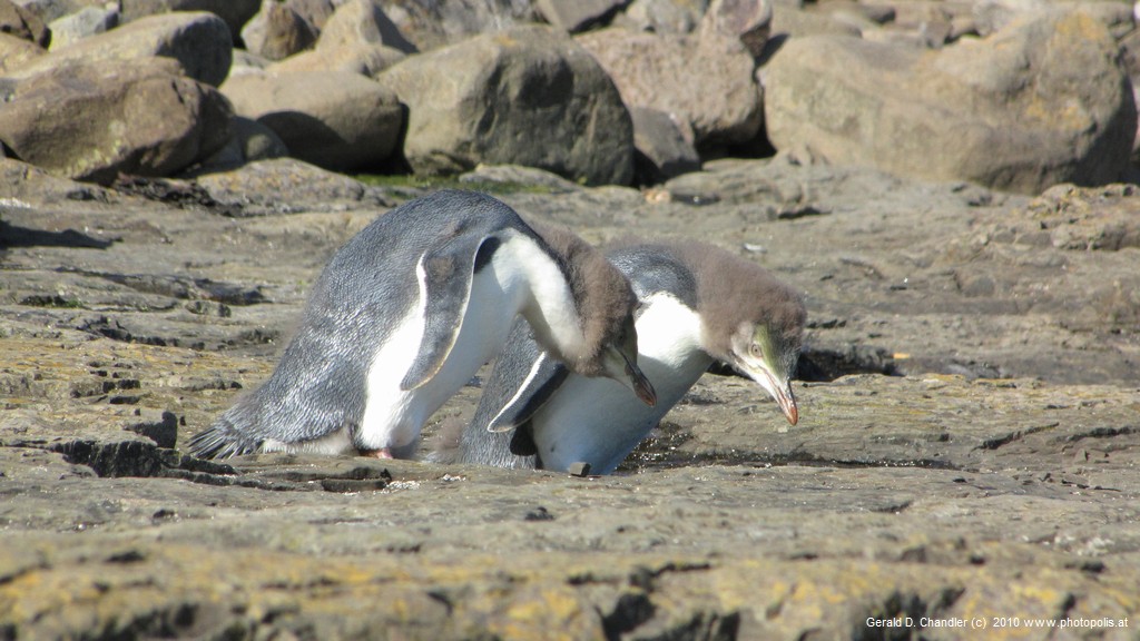 Penguin chicks waiting for feeding